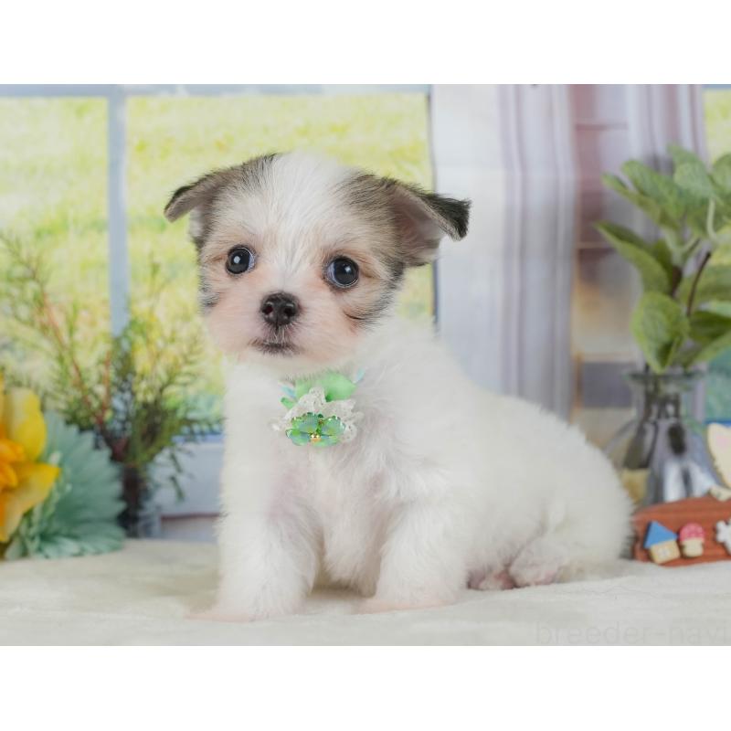 販売中の静岡県のチワマル:チワワ×マルチーズ-423113の8枚目