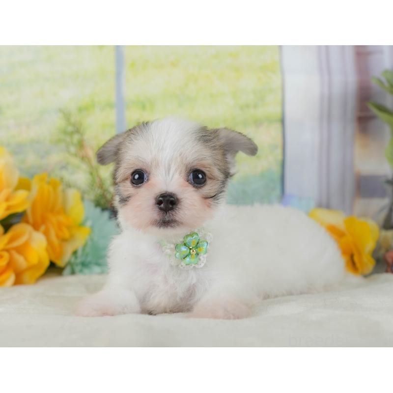 販売中の静岡県のチワマル:チワワ×マルチーズ-423113の7枚目