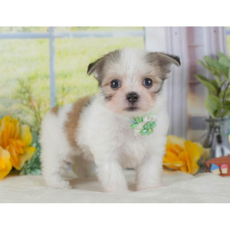 販売中の静岡県のチワマル:チワワ×マルチーズ-423113の6枚目