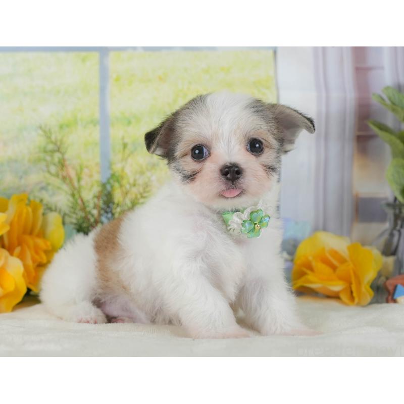 販売中の静岡県のチワマル:チワワ×マルチーズ-423113の5枚目