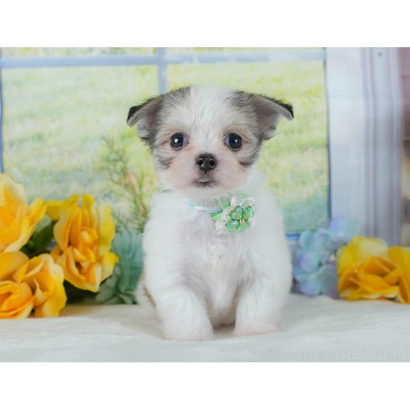 販売中の静岡県のチワマル:チワワ×マルチーズ-423113の4枚目