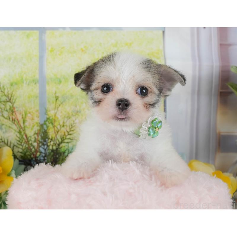 販売中の静岡県のチワマル:チワワ×マルチーズ-423113の3枚目