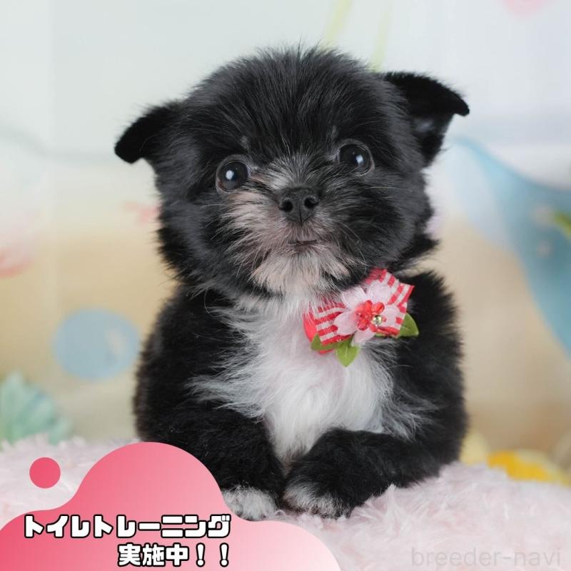 販売中の静岡県のチワマル:チワワ×マルチーズ-423114