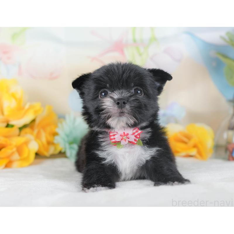 販売中の静岡県のチワマル:チワワ×マルチーズ-423114の9枚目