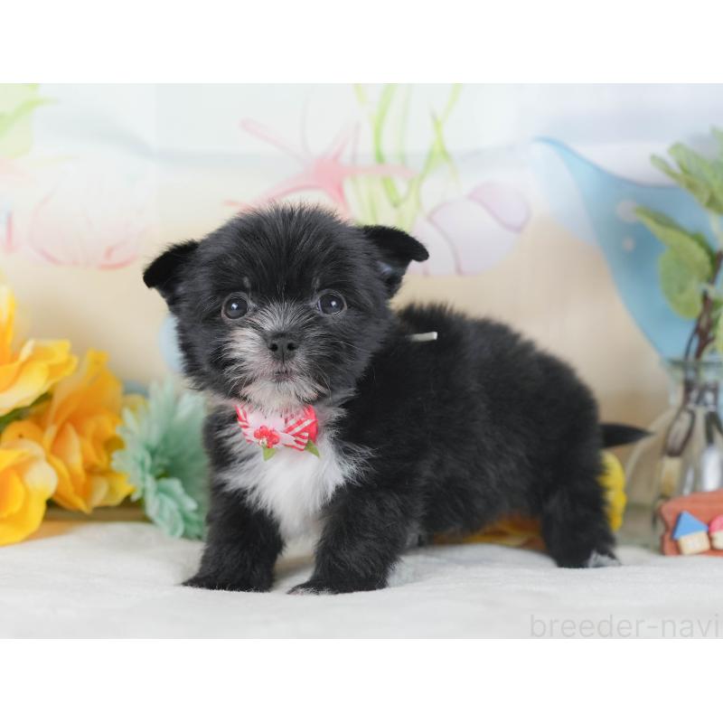 販売中の静岡県のチワマル:チワワ×マルチーズ-423114の8枚目