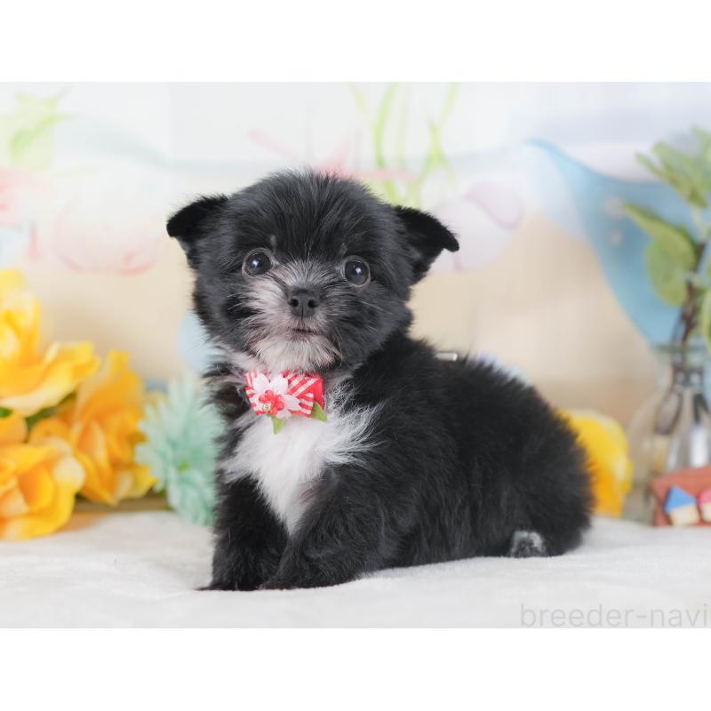 販売中の静岡県のチワマル:チワワ×マルチーズ-423114の7枚目