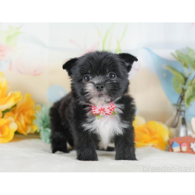 販売中の静岡県のチワマル:チワワ×マルチーズ-423114の6枚目