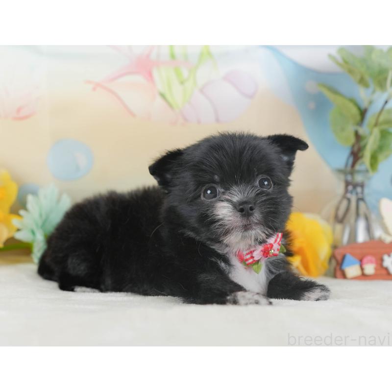 販売中の静岡県のチワマル:チワワ×マルチーズ-423114の5枚目