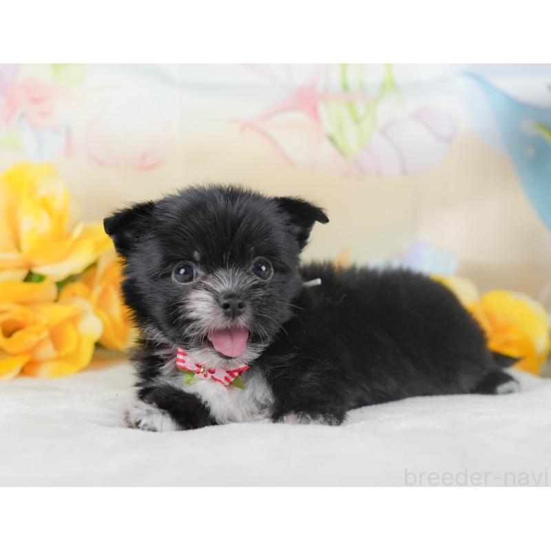 販売中の静岡県のチワマル:チワワ×マルチーズ-423114の4枚目