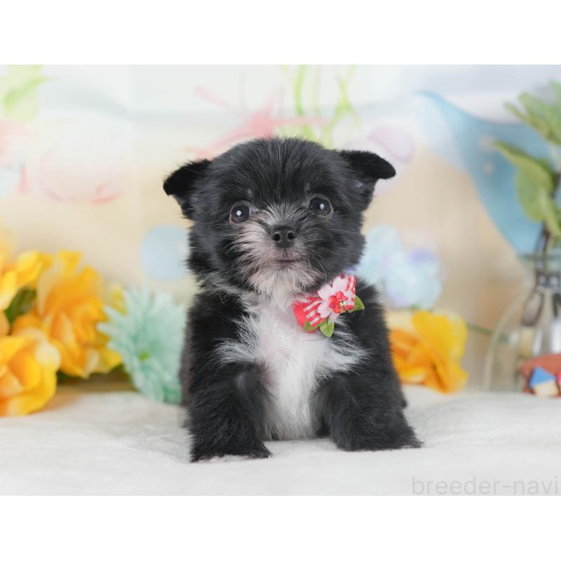 販売中の静岡県のチワマル:チワワ×マルチーズ-423114の3枚目