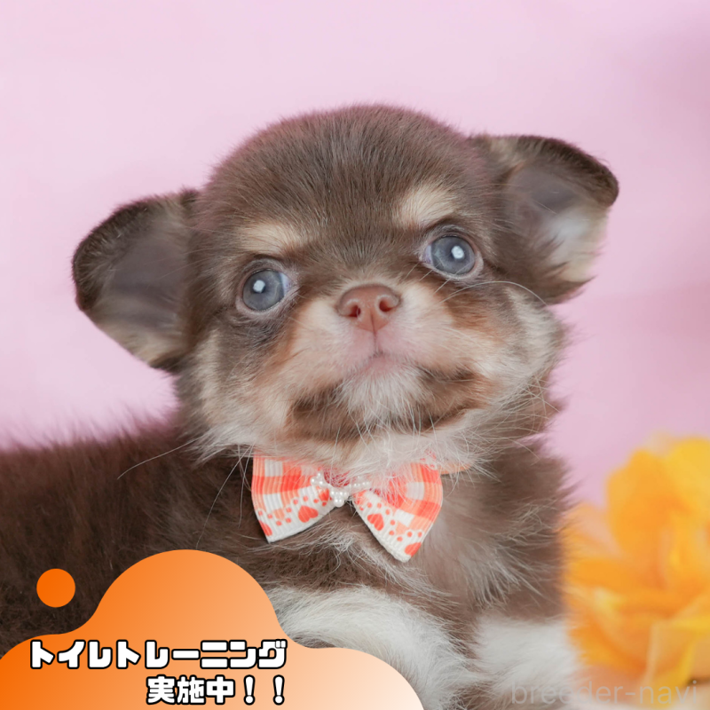 販売中の静岡県のチワワ(ロングコート)-423117の1枚目