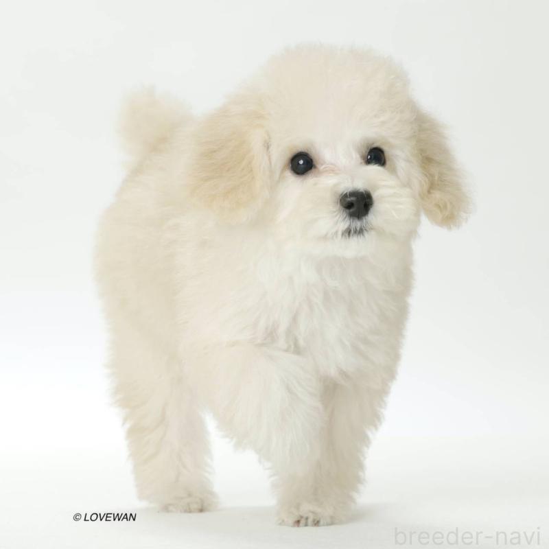 販売中の埼玉県のトイプードル-423118の4枚目