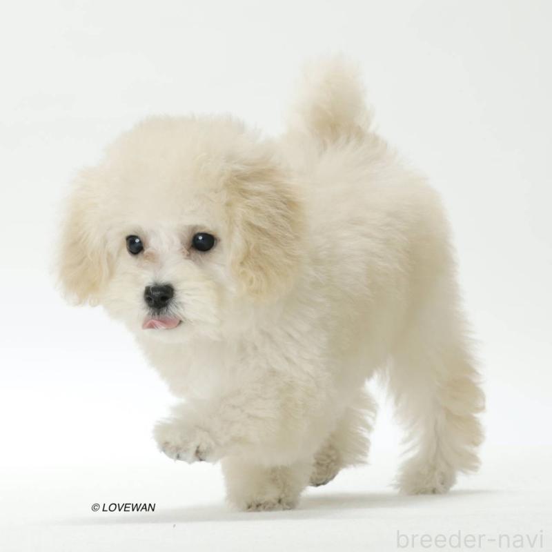 販売中の埼玉県のトイプードル-423118の3枚目