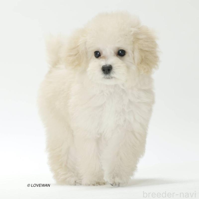 販売中の埼玉県のトイプードル-423118の2枚目