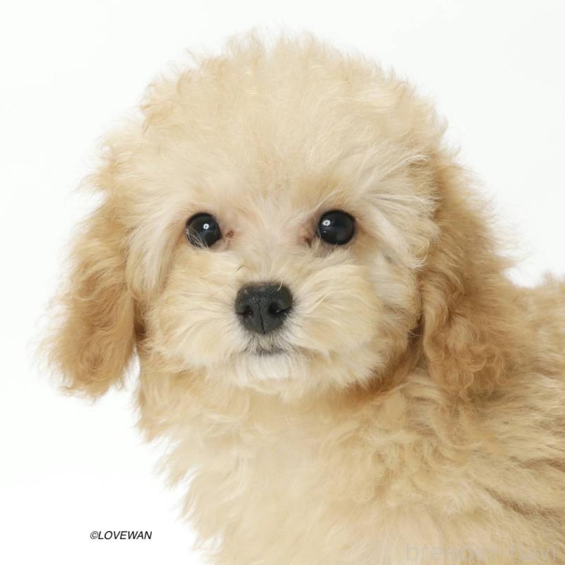 販売中の埼玉県のトイプードル-423120