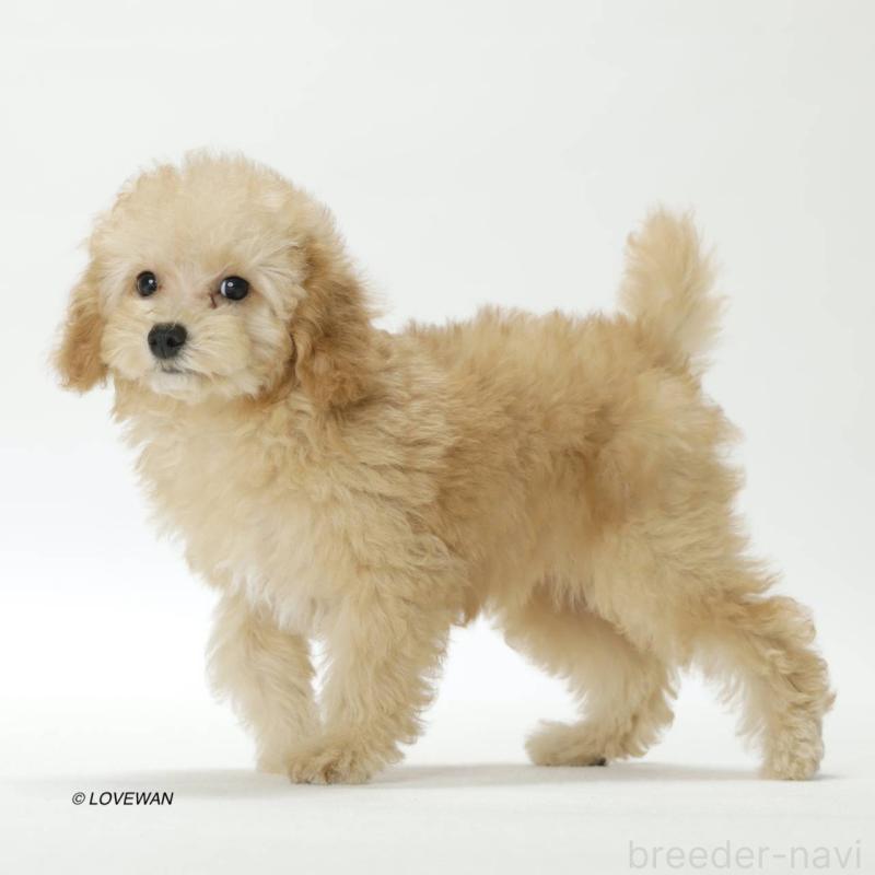 販売中の埼玉県のトイプードル-423120の3枚目