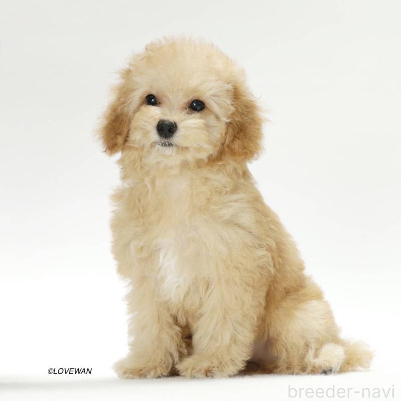販売中の埼玉県のトイプードル-423120の2枚目