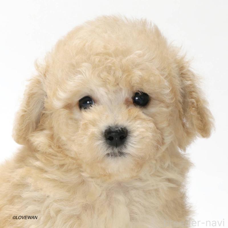 販売中の埼玉県のトイプードル-423122の1枚目