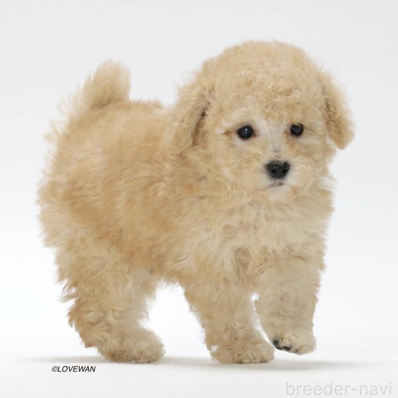 販売中の埼玉県のトイプードル-423122の3枚目