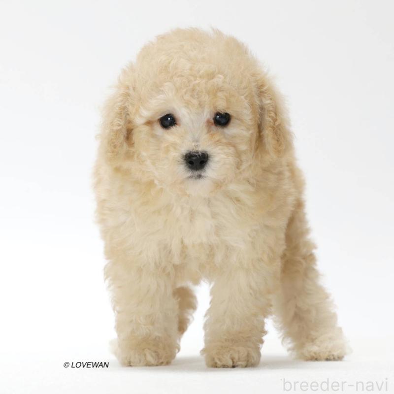 販売中の埼玉県のトイプードル-423122の2枚目