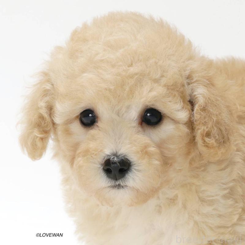 販売中の埼玉県のトイプードル-423124