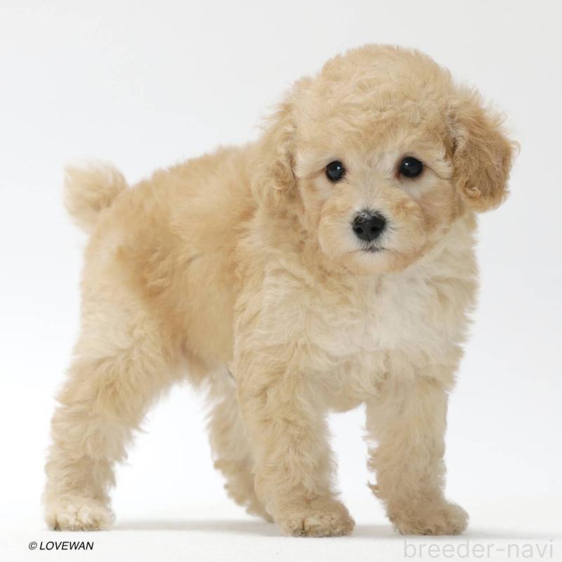 販売中の埼玉県のトイプードル-423124の3枚目