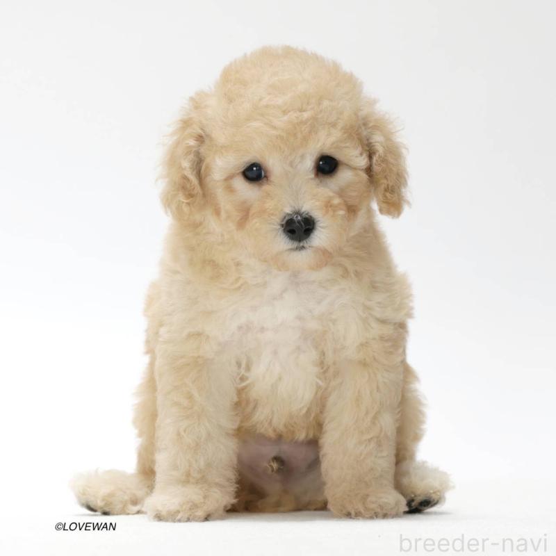 販売中の埼玉県のトイプードル-423124の2枚目