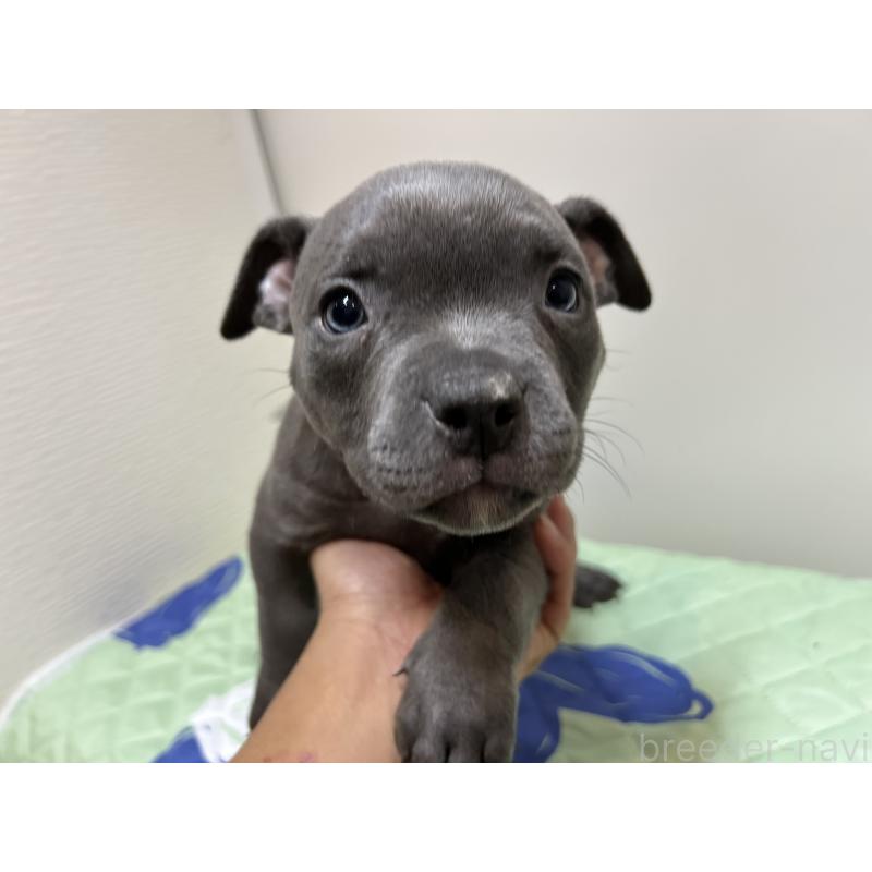 成約済の茨城県のエキゾチックブリー-418597の9枚目