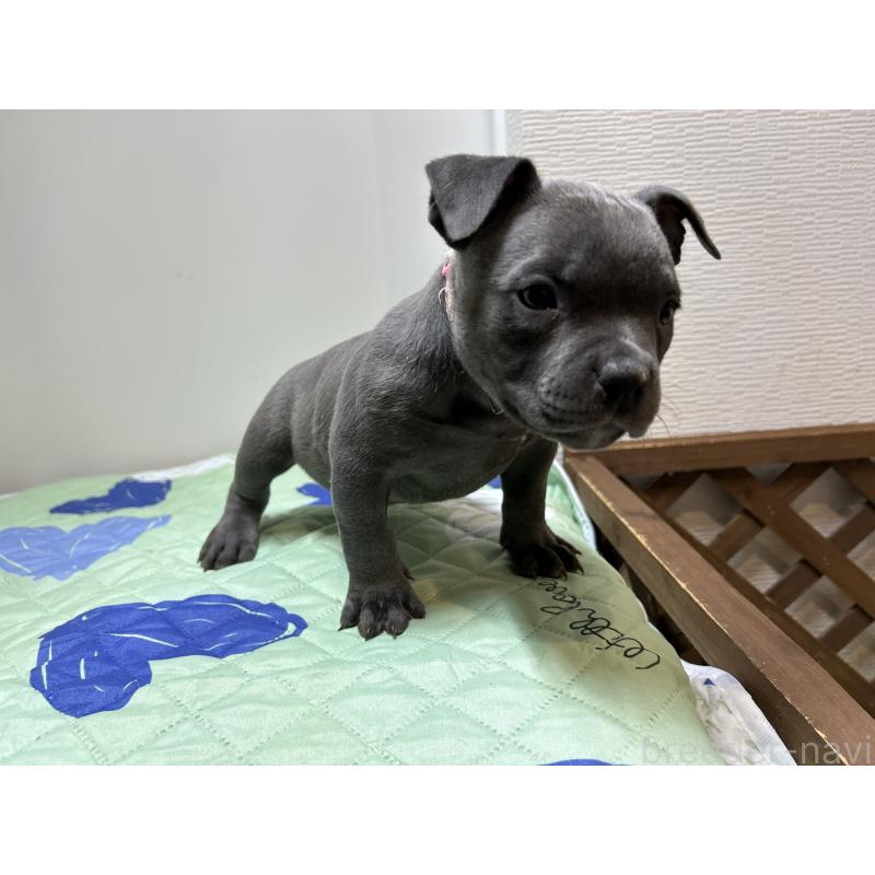 成約済の茨城県のエキゾチックブリー-418597の8枚目