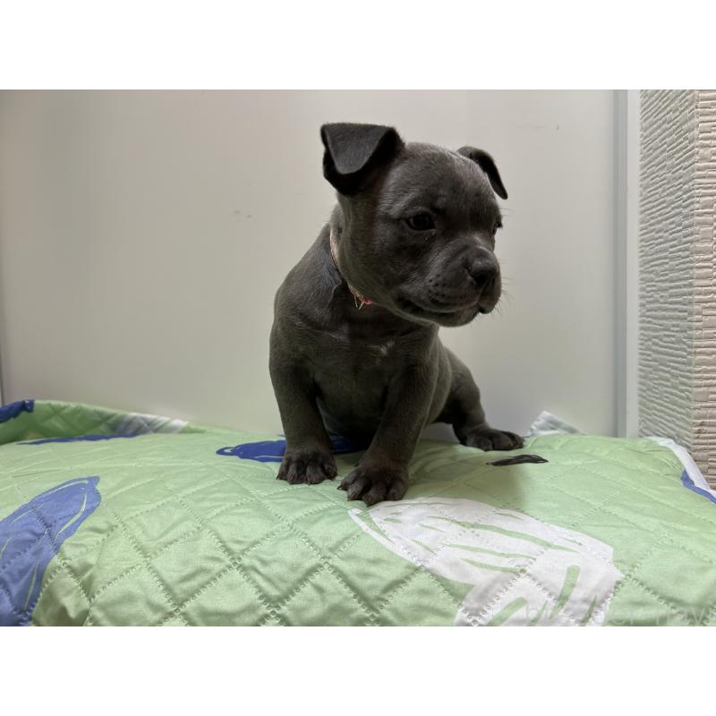 成約済の茨城県のエキゾチックブリー-418597の7枚目