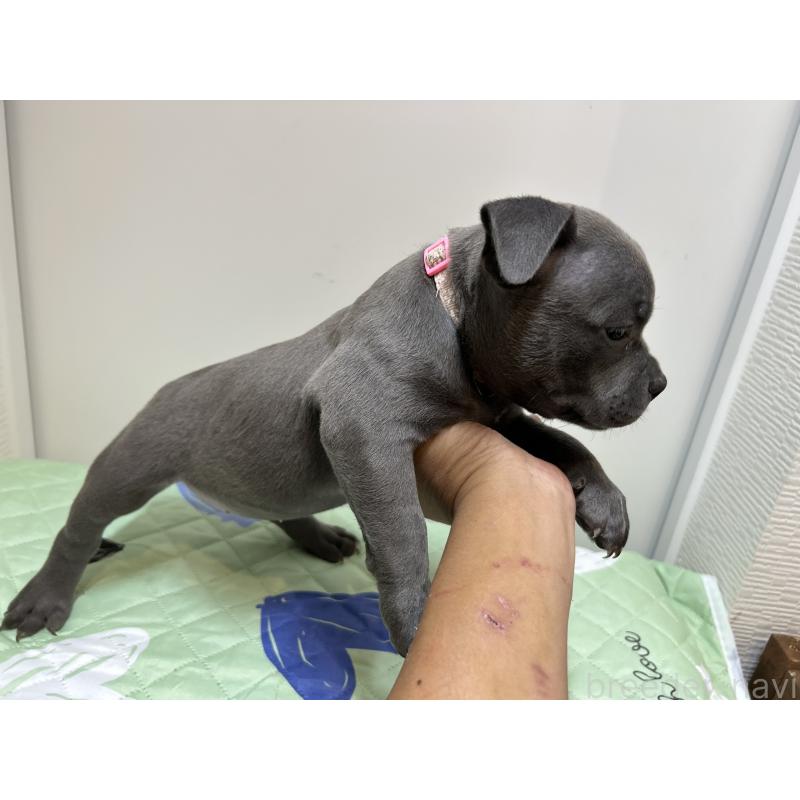 成約済の茨城県のエキゾチックブリー-418597の6枚目