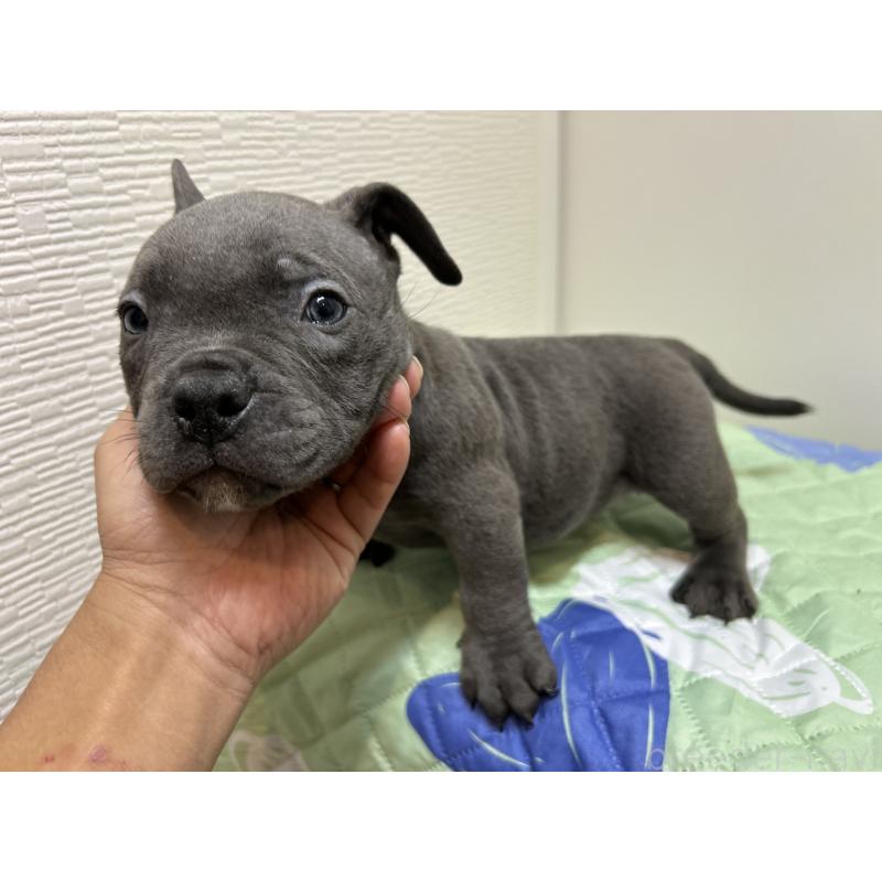 成約済の茨城県のエキゾチックブリー-418597の5枚目