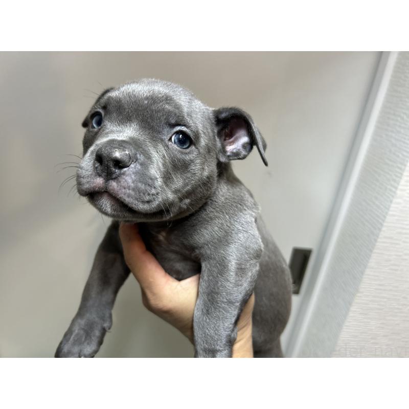 成約済の茨城県のエキゾチックブリー-418597の3枚目