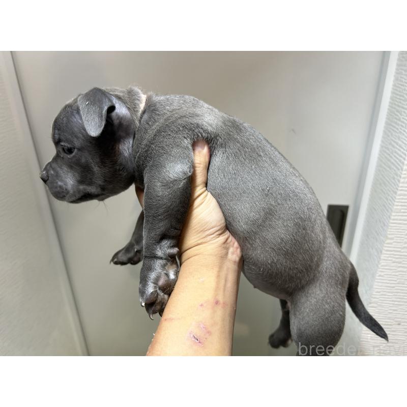 成約済の茨城県のエキゾチックブリー-418597の2枚目