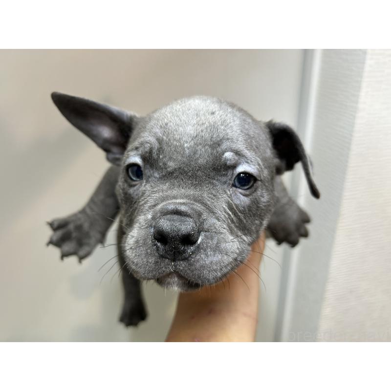 販売中の茨城県のエキゾチックブリー-418581の14枚目