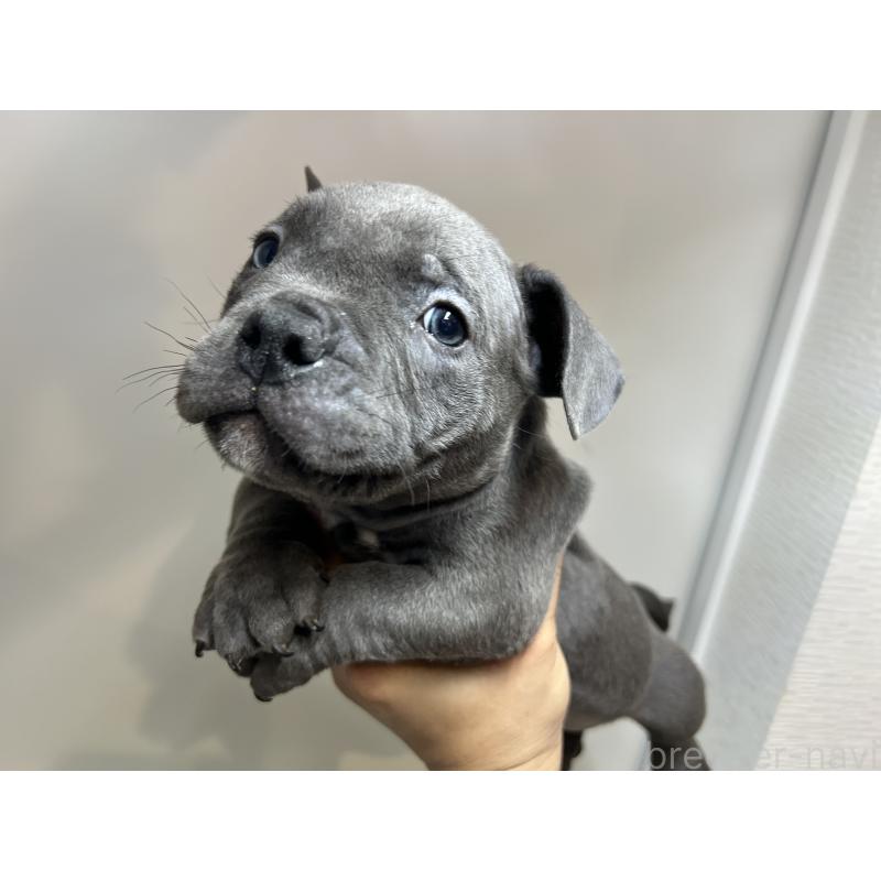 販売中の茨城県のエキゾチックブリー-418581の13枚目