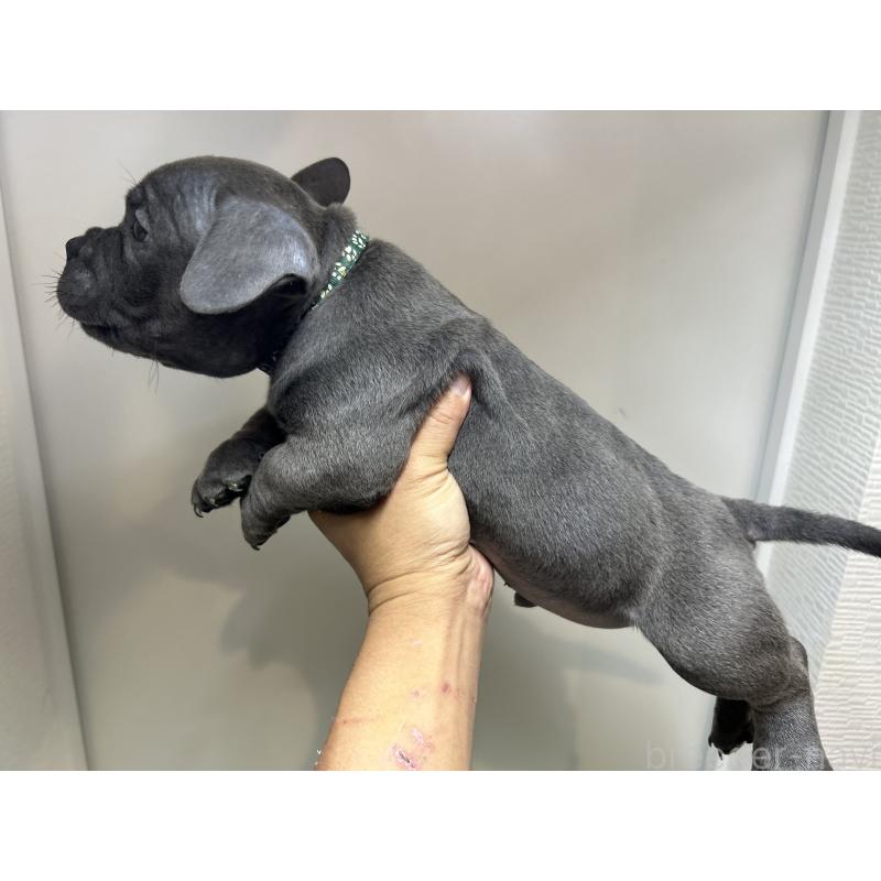 販売中の茨城県のエキゾチックブリー-418581の12枚目