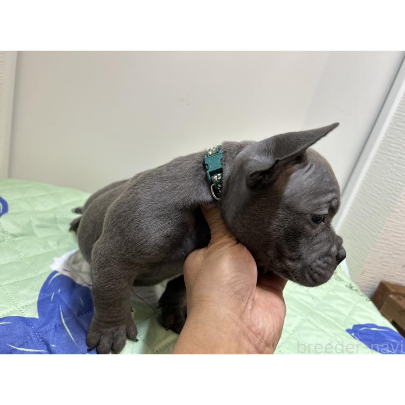 販売中の茨城県のエキゾチックブリー-418581の11枚目