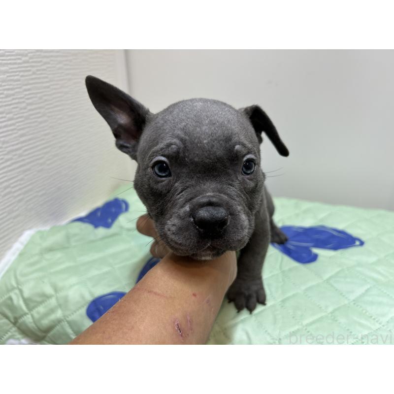 販売中の茨城県のエキゾチックブリー-418581の10枚目