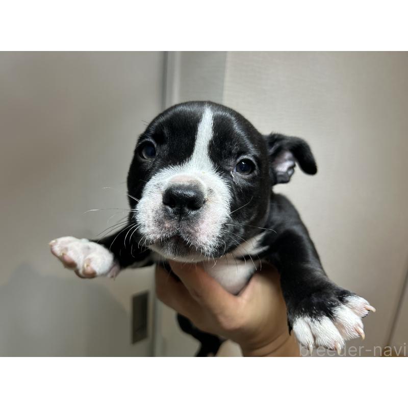 販売中の茨城県のエキゾチックブリー-418580の17枚目