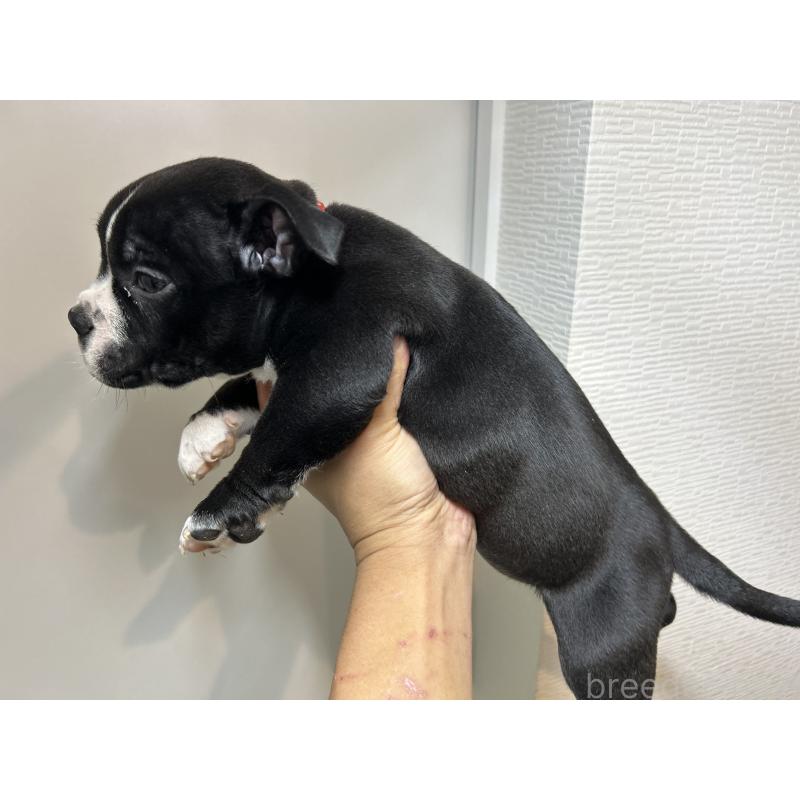 販売中の茨城県のエキゾチックブリー-418580の15枚目