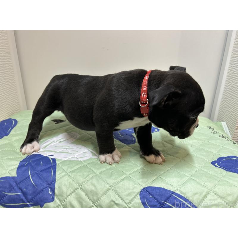 販売中の茨城県のエキゾチックブリー-418580の14枚目