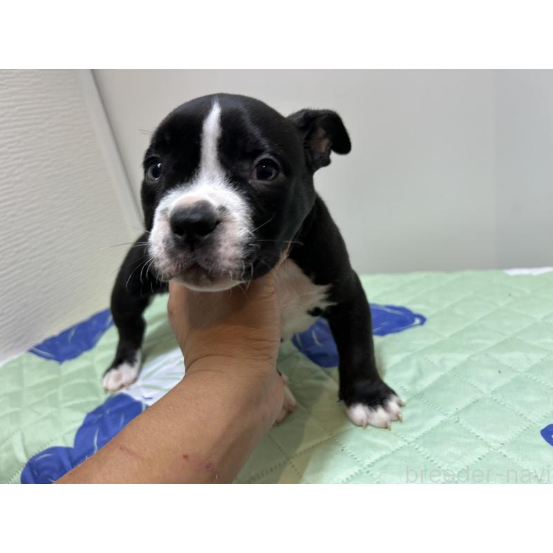 販売中の茨城県のエキゾチックブリー-418580の13枚目