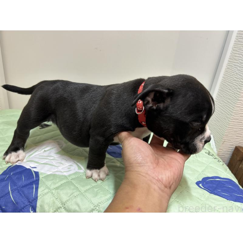 販売中の茨城県のエキゾチックブリー-418580の12枚目