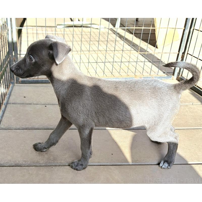 販売中の千葉県のミックス犬-416291の19枚目