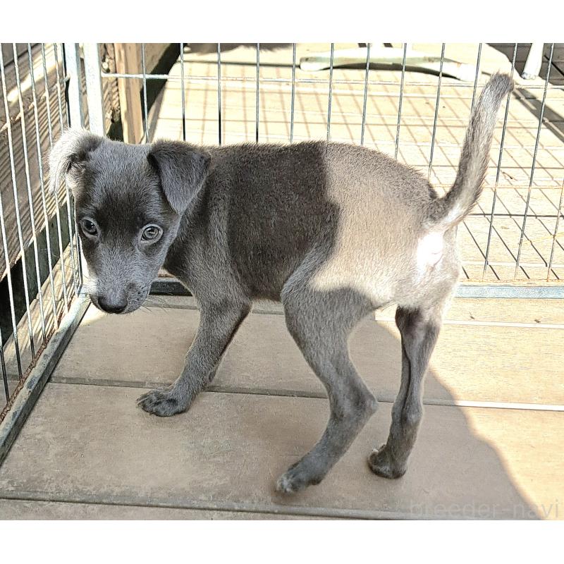 販売中の千葉県のミックス犬-416291の18枚目