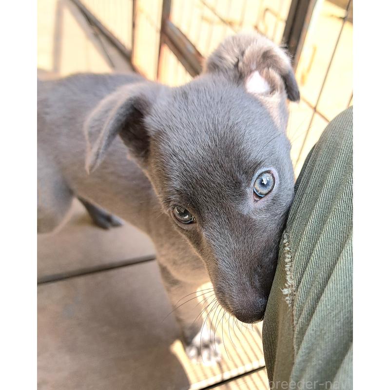 販売中の千葉県のミックス犬-416291の17枚目