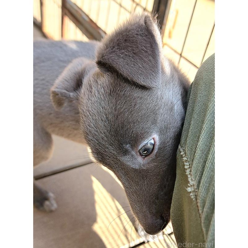 販売中の千葉県のミックス犬-416291の16枚目