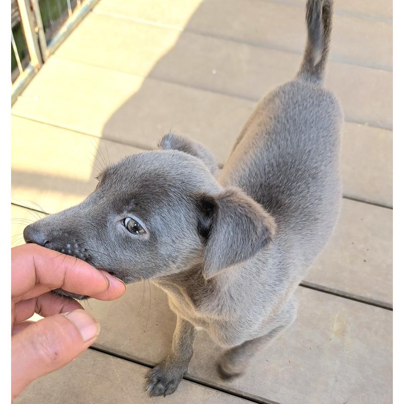 販売中の千葉県のミックス犬-416291の15枚目