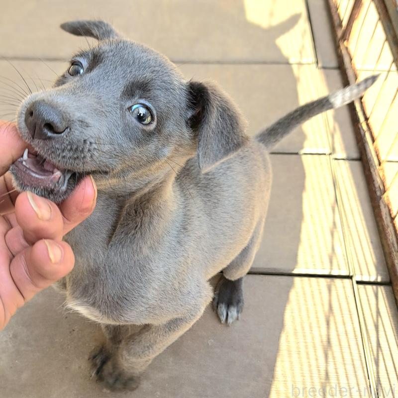 販売中の千葉県のミックス犬-416291の14枚目